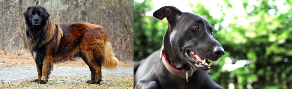 Shepard Labrador vs Estrela Mountain Dog - Breed Comparison