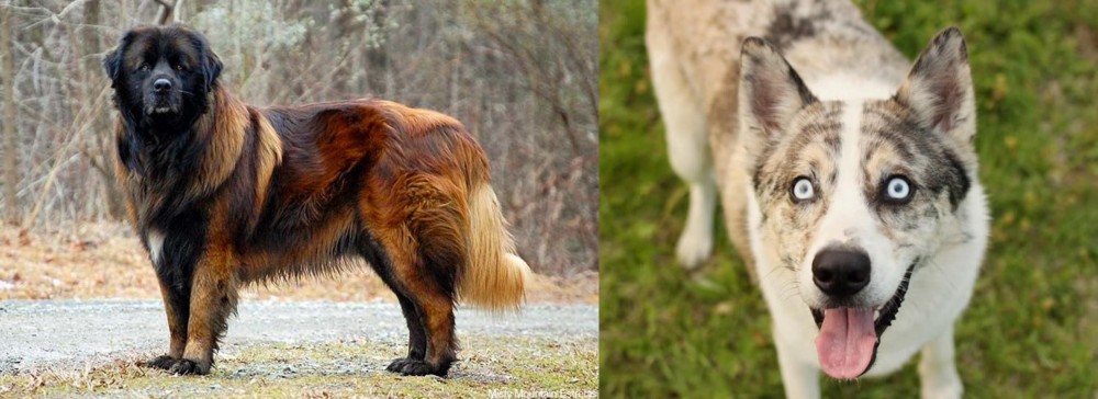 Shepherd Husky vs Estrela Mountain Dog - Breed Comparison