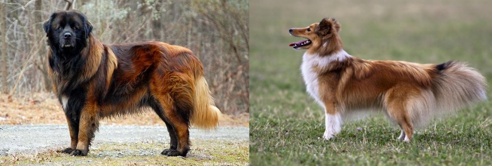 Shetland Sheepdog vs Estrela Mountain Dog - Breed Comparison