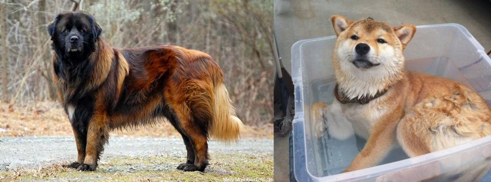 Shiba Inu vs Estrela Mountain Dog - Breed Comparison