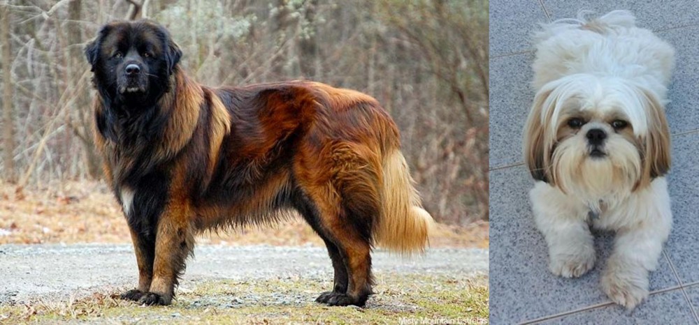 Shih Tzu vs Estrela Mountain Dog - Breed Comparison