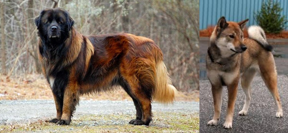 Shikoku vs Estrela Mountain Dog - Breed Comparison