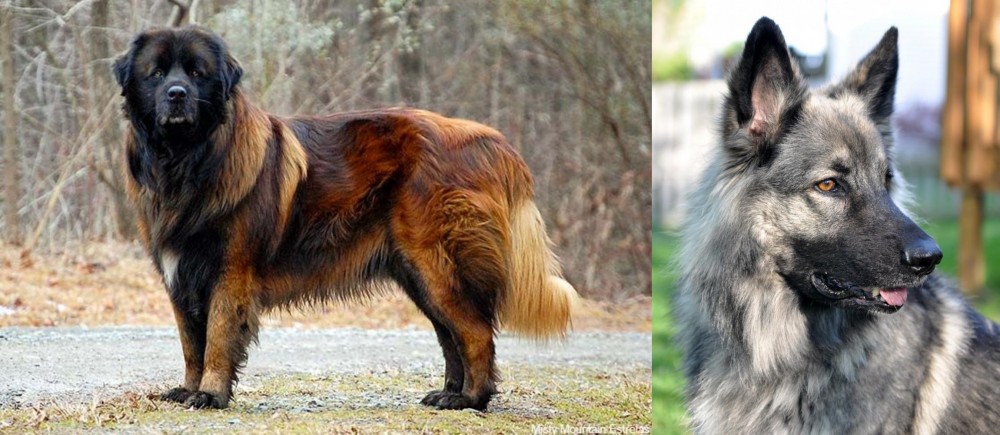 Shiloh Shepherd vs Estrela Mountain Dog - Breed Comparison