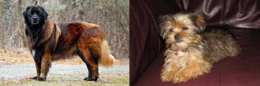 Shorkie vs Estrela Mountain Dog - Breed Comparison