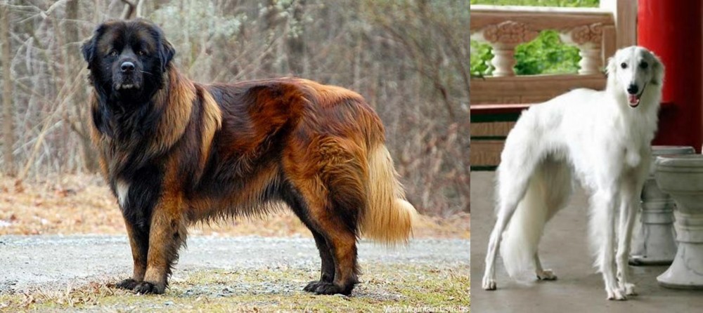 Silken Windhound vs Estrela Mountain Dog - Breed Comparison