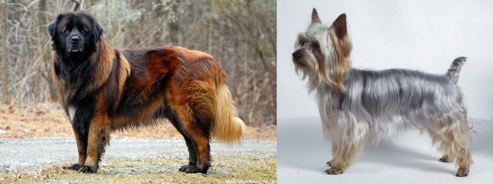 Silky Terrier vs Estrela Mountain Dog - Breed Comparison