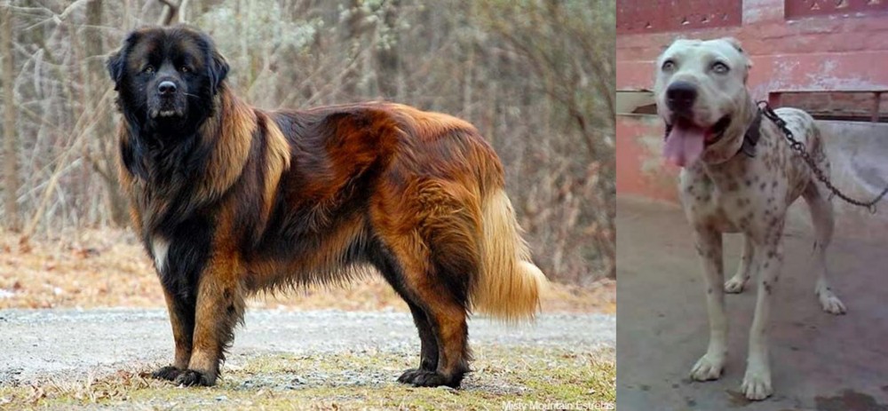 Sindh Mastiff vs Estrela Mountain Dog - Breed Comparison