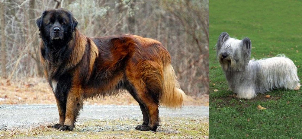 Skye Terrier vs Estrela Mountain Dog - Breed Comparison