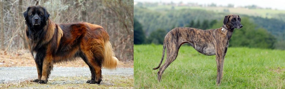 Sloughi vs Estrela Mountain Dog - Breed Comparison
