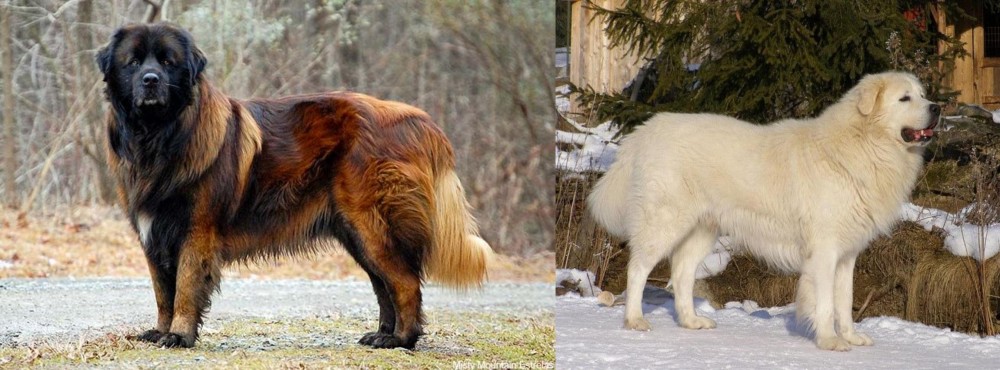 Slovak Cuvac vs Estrela Mountain Dog - Breed Comparison