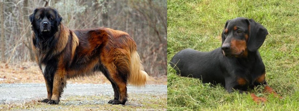Slovakian Hound vs Estrela Mountain Dog - Breed Comparison