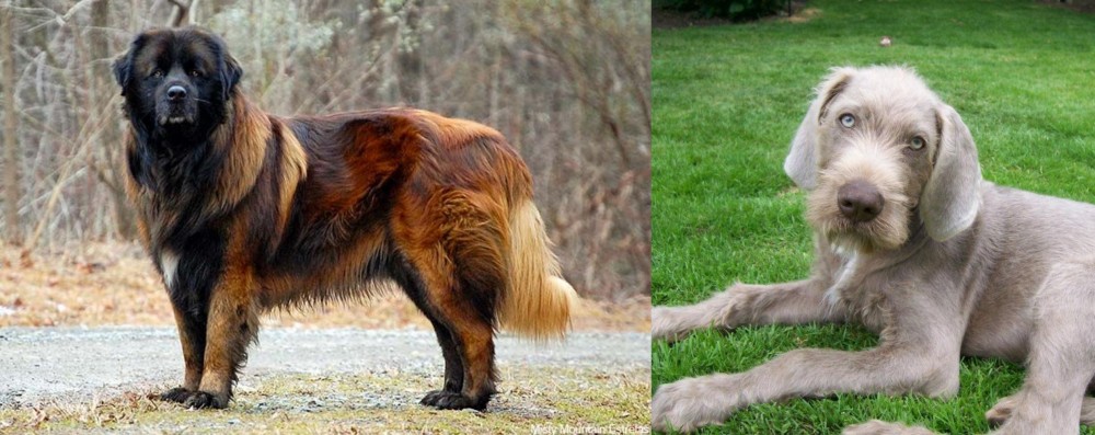 Slovakian Rough Haired Pointer vs Estrela Mountain Dog - Breed Comparison