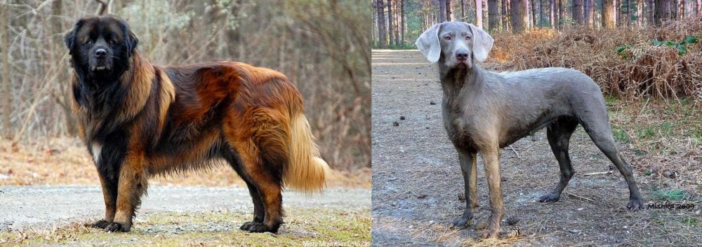 Slovensky Hrubosrsty Stavac vs Estrela Mountain Dog - Breed Comparison
