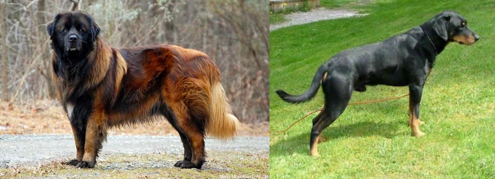 Smalandsstovare vs Estrela Mountain Dog - Breed Comparison