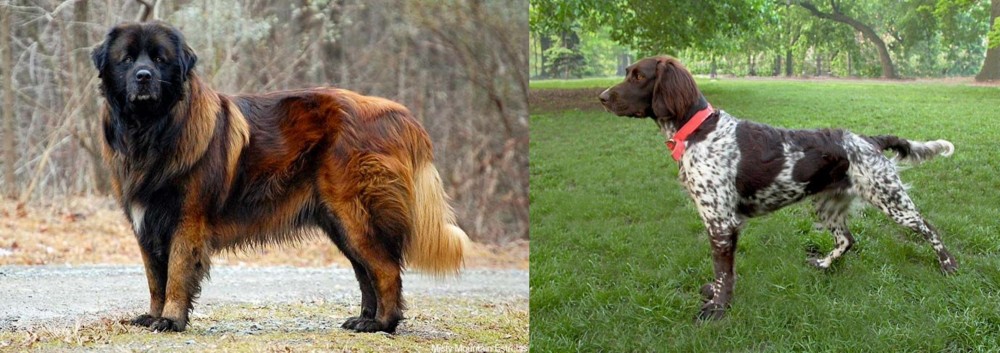 Small Munsterlander vs Estrela Mountain Dog - Breed Comparison