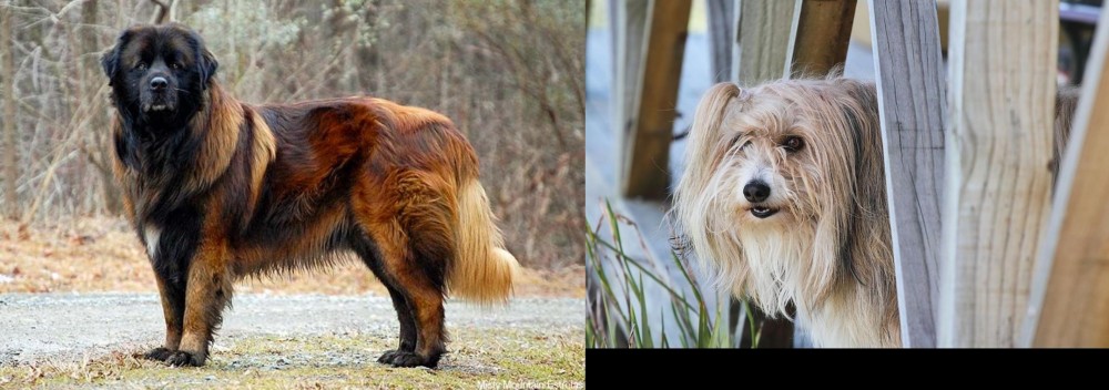Smithfield vs Estrela Mountain Dog - Breed Comparison
