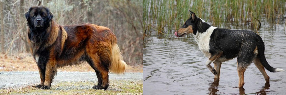 Smooth Collie vs Estrela Mountain Dog - Breed Comparison