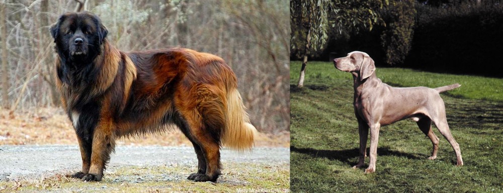 Smooth Haired Weimaraner vs Estrela Mountain Dog - Breed Comparison