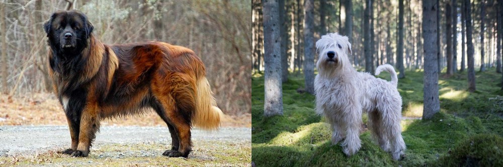 Soft-Coated Wheaten Terrier vs Estrela Mountain Dog - Breed Comparison