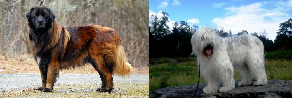 South Russian Ovcharka vs Estrela Mountain Dog - Breed Comparison