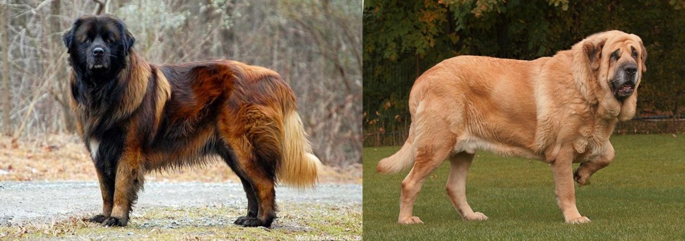 Spanish Mastiff vs Estrela Mountain Dog - Breed Comparison