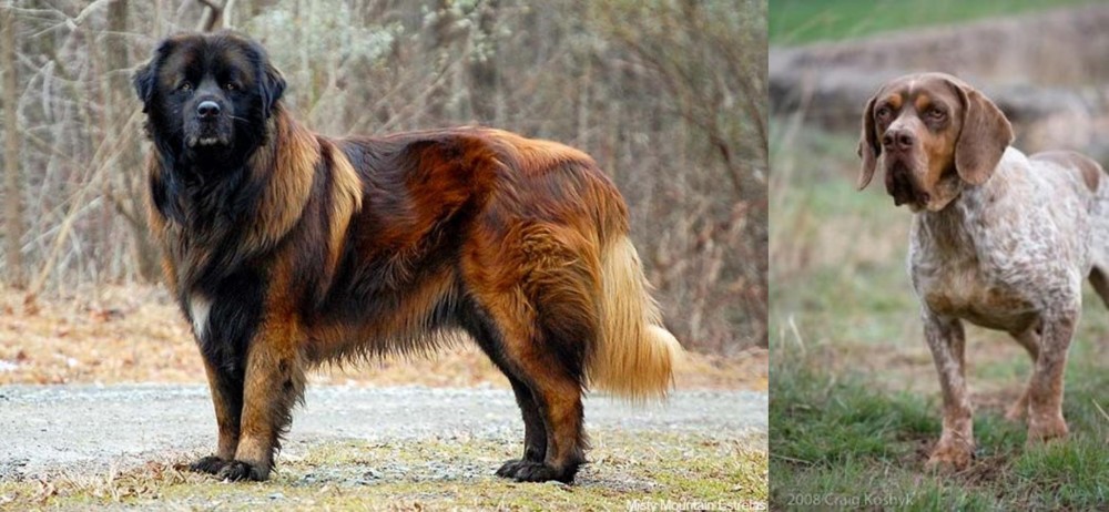 Spanish Pointer vs Estrela Mountain Dog - Breed Comparison