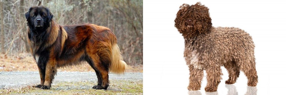 Spanish Water Dog vs Estrela Mountain Dog - Breed Comparison