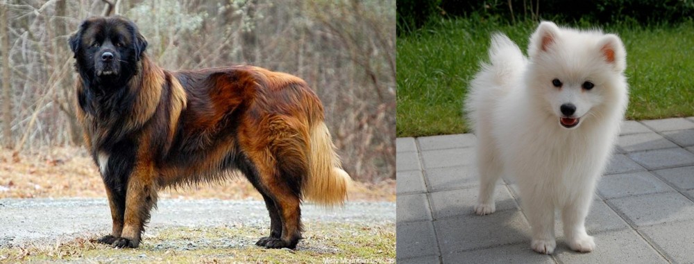 Spitz vs Estrela Mountain Dog - Breed Comparison