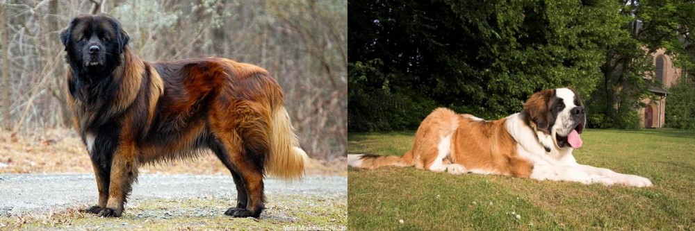 St. Bernard vs Estrela Mountain Dog - Breed Comparison