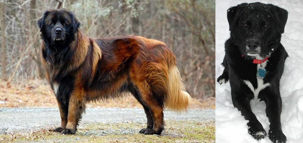 St. John's Water Dog vs Estrela Mountain Dog - Breed Comparison