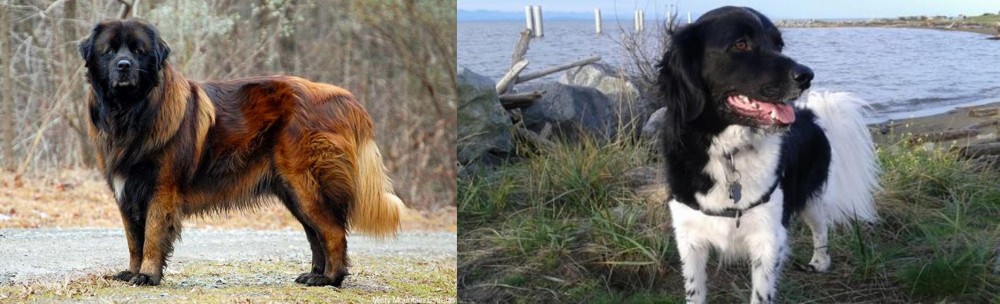 Stabyhoun vs Estrela Mountain Dog - Breed Comparison