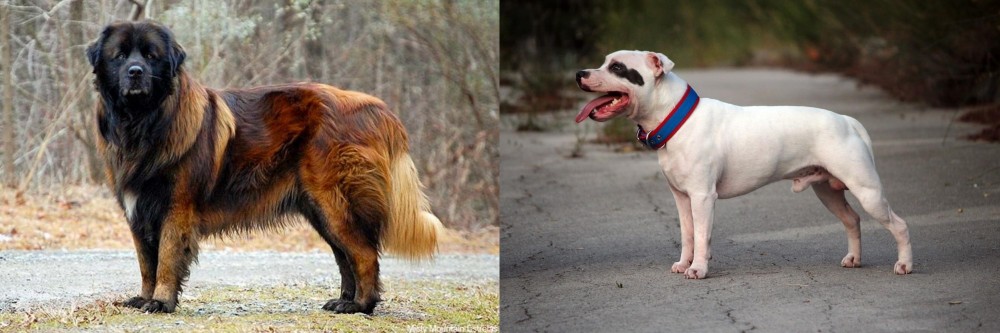 Staffordshire Bull Terrier vs Estrela Mountain Dog - Breed Comparison