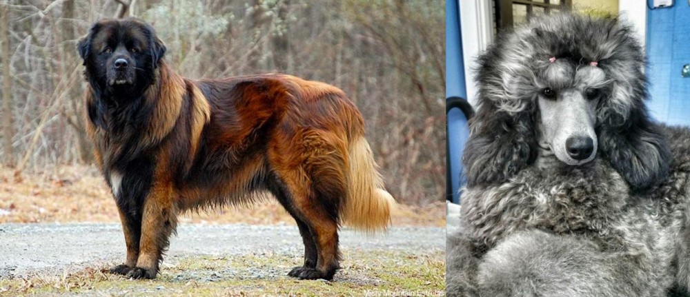 Standard Poodle vs Estrela Mountain Dog - Breed Comparison