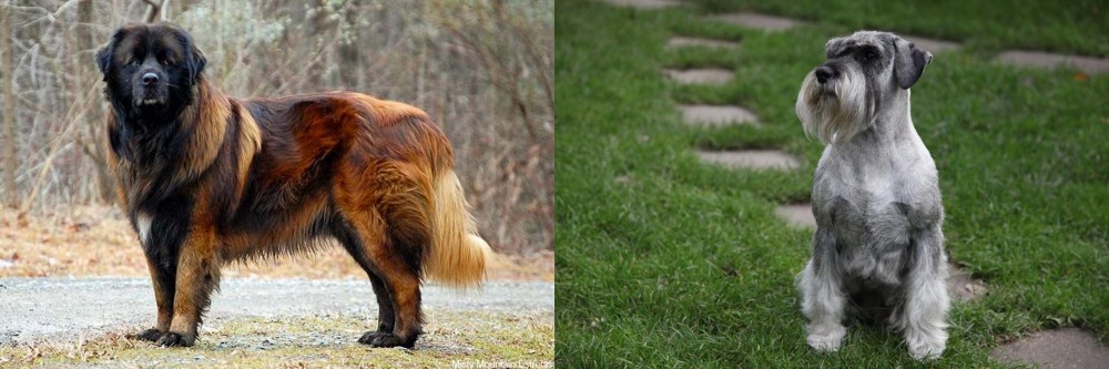 Standard Schnauzer vs Estrela Mountain Dog - Breed Comparison