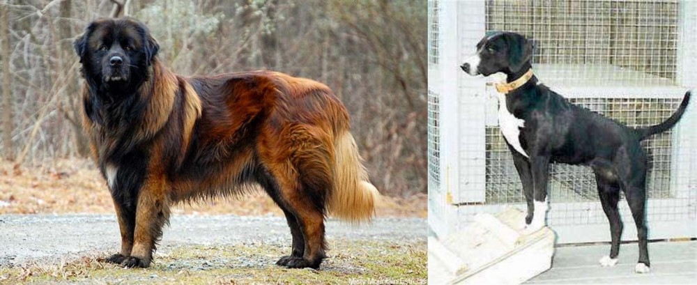 Stephens Stock vs Estrela Mountain Dog - Breed Comparison
