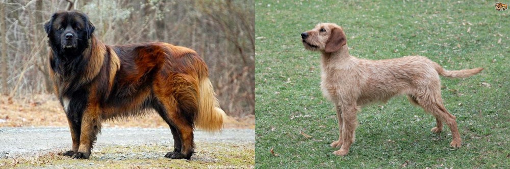 Styrian Coarse Haired Hound vs Estrela Mountain Dog - Breed Comparison