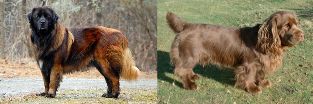 Sussex Spaniel vs Estrela Mountain Dog - Breed Comparison