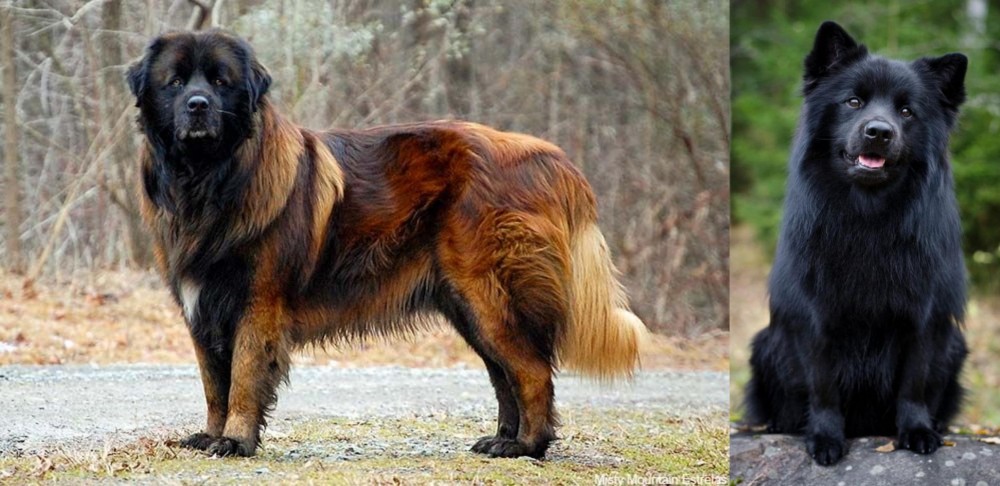 Swedish Lapphund vs Estrela Mountain Dog - Breed Comparison