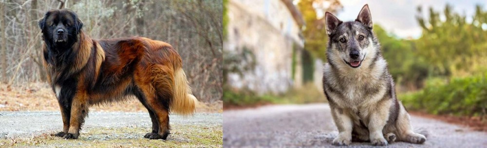 Swedish Vallhund vs Estrela Mountain Dog - Breed Comparison