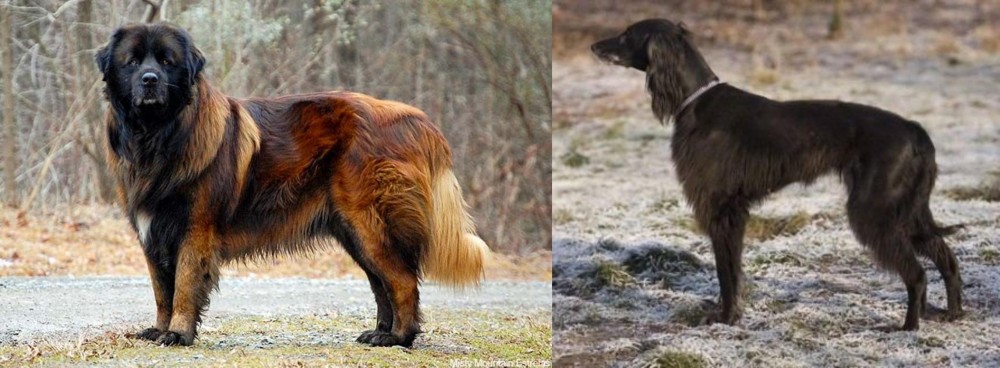Taigan vs Estrela Mountain Dog - Breed Comparison