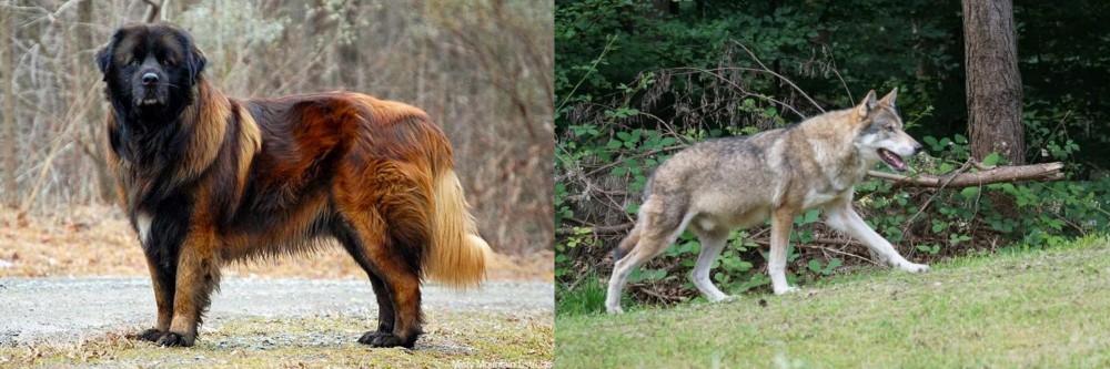 Tamaskan vs Estrela Mountain Dog - Breed Comparison