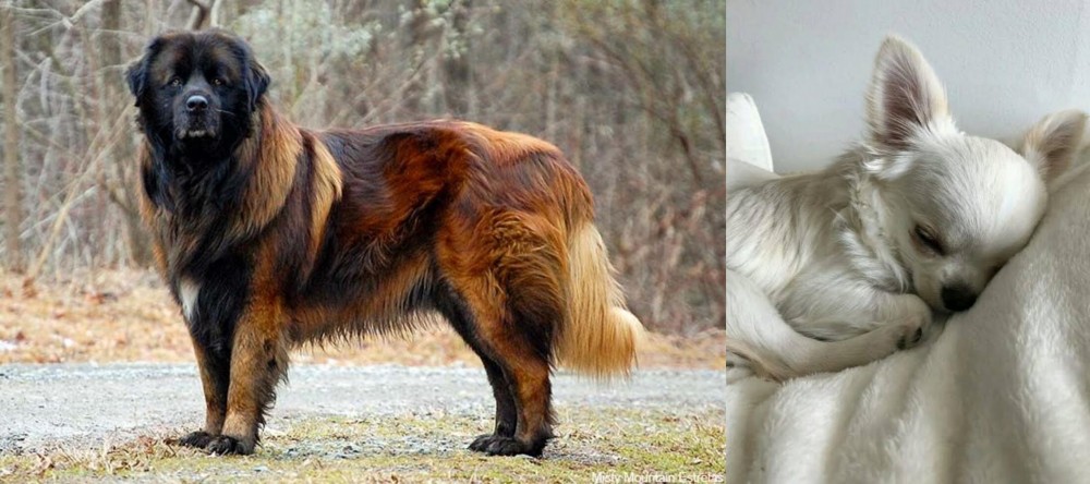 Tea Cup Chihuahua vs Estrela Mountain Dog - Breed Comparison