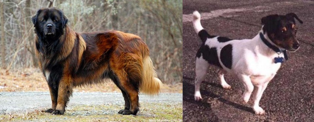 Teddy Roosevelt Terrier vs Estrela Mountain Dog - Breed Comparison