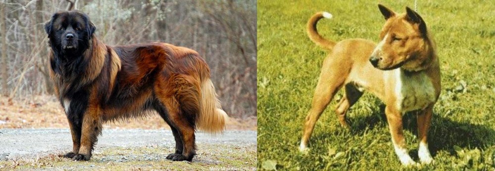 Telomian vs Estrela Mountain Dog - Breed Comparison