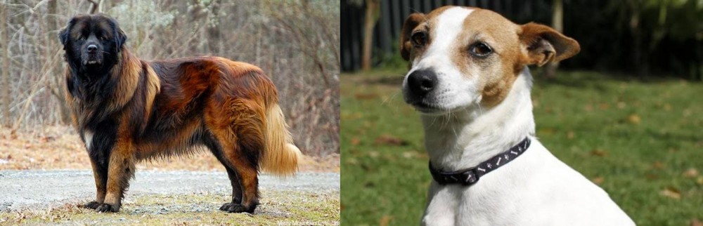 Tenterfield Terrier vs Estrela Mountain Dog - Breed Comparison