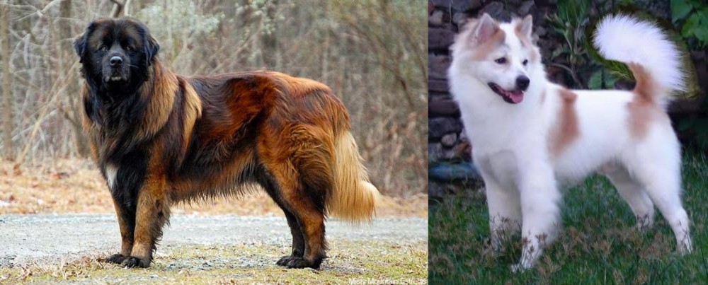 Thai Bangkaew vs Estrela Mountain Dog - Breed Comparison
