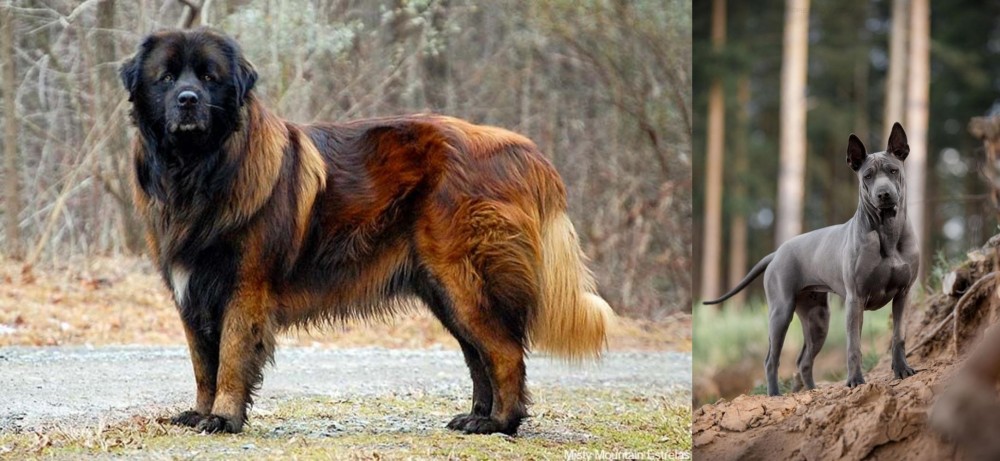 Thai Ridgeback vs Estrela Mountain Dog - Breed Comparison
