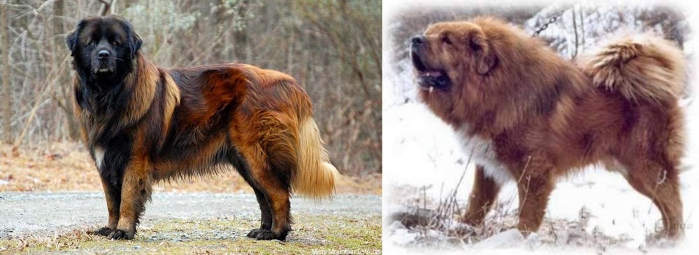 Tibetan Kyi Apso vs Estrela Mountain Dog - Breed Comparison