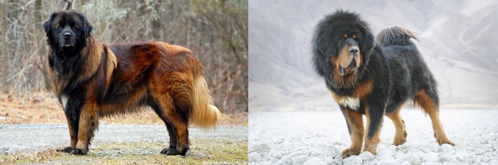 Tibetan Mastiff vs Estrela Mountain Dog - Breed Comparison