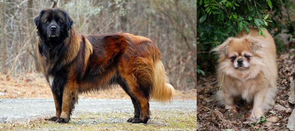 Tibetan Spaniel vs Estrela Mountain Dog - Breed Comparison